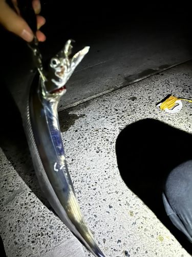 タチウオの釣果