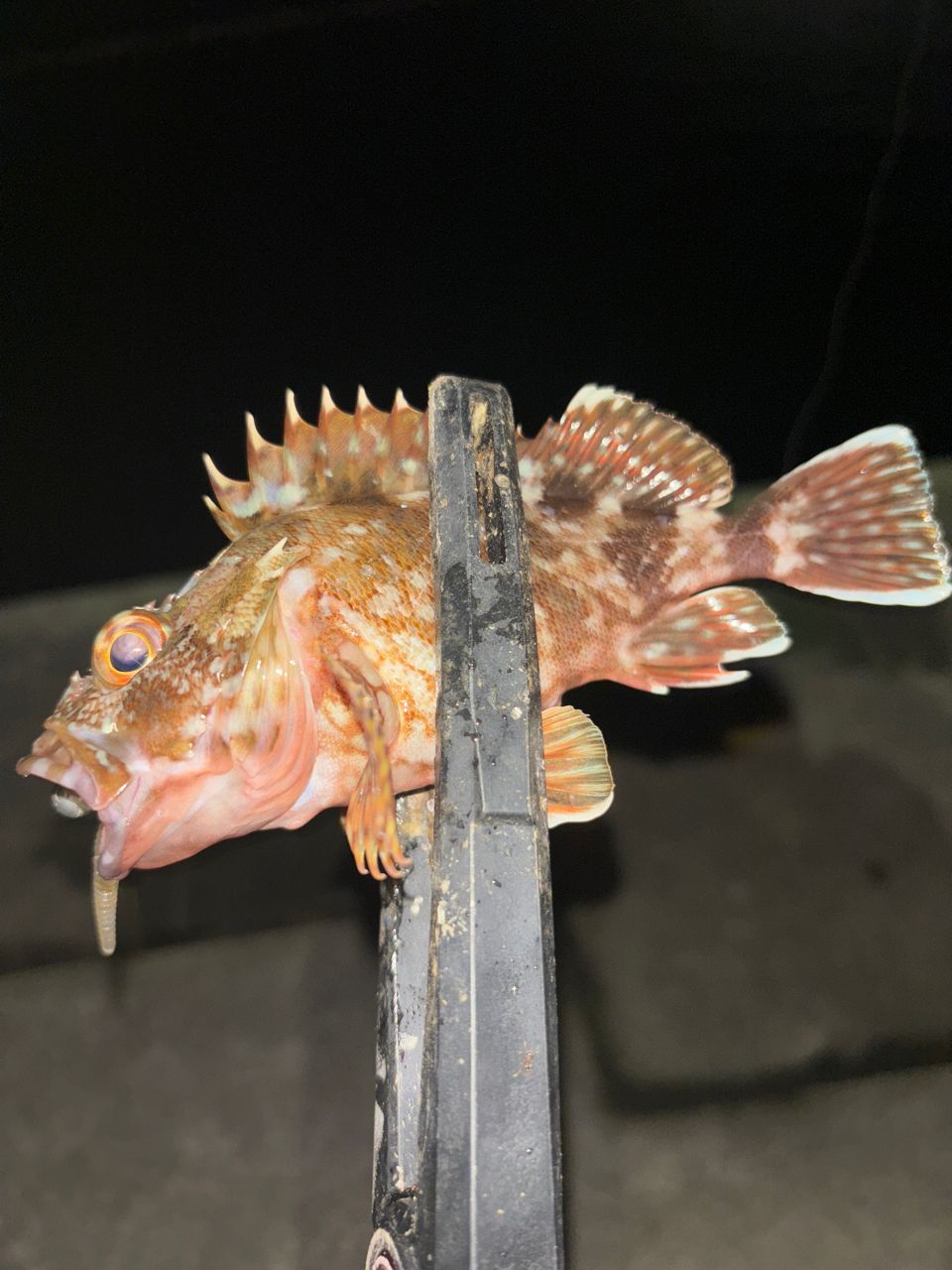 アジ
