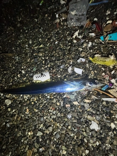 タチウオの釣果