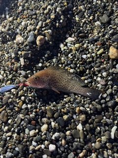 オオモンハタの釣果