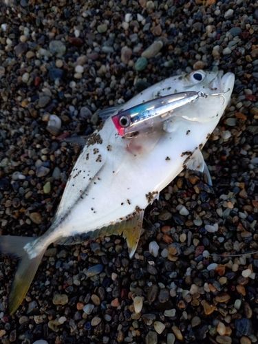 メッキの釣果