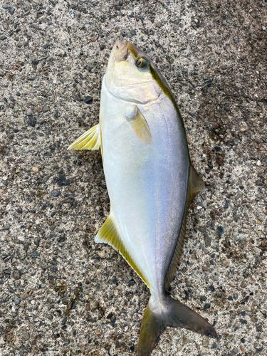 カンパチの釣果