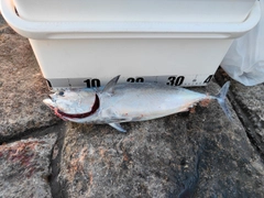 ソウダガツオの釣果