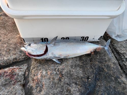 ソウダガツオの釣果