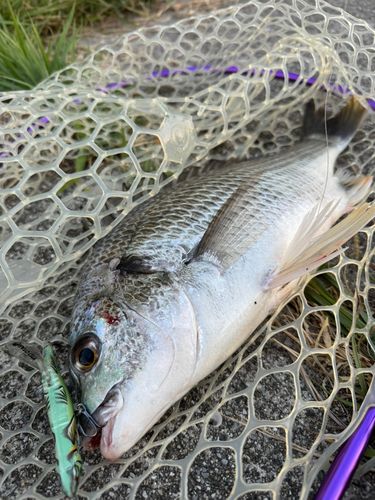 キビレの釣果
