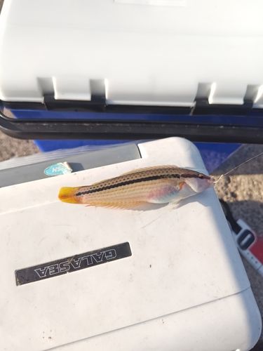 キュウセンの釣果