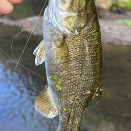 スモールマウスバス