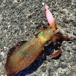アオリイカ