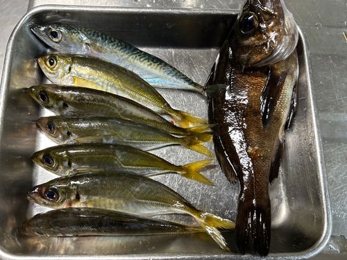 アジの釣果