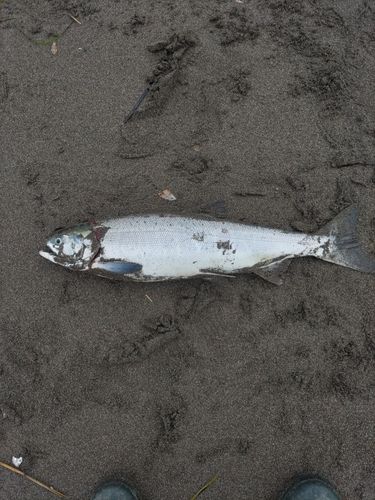アキアジの釣果