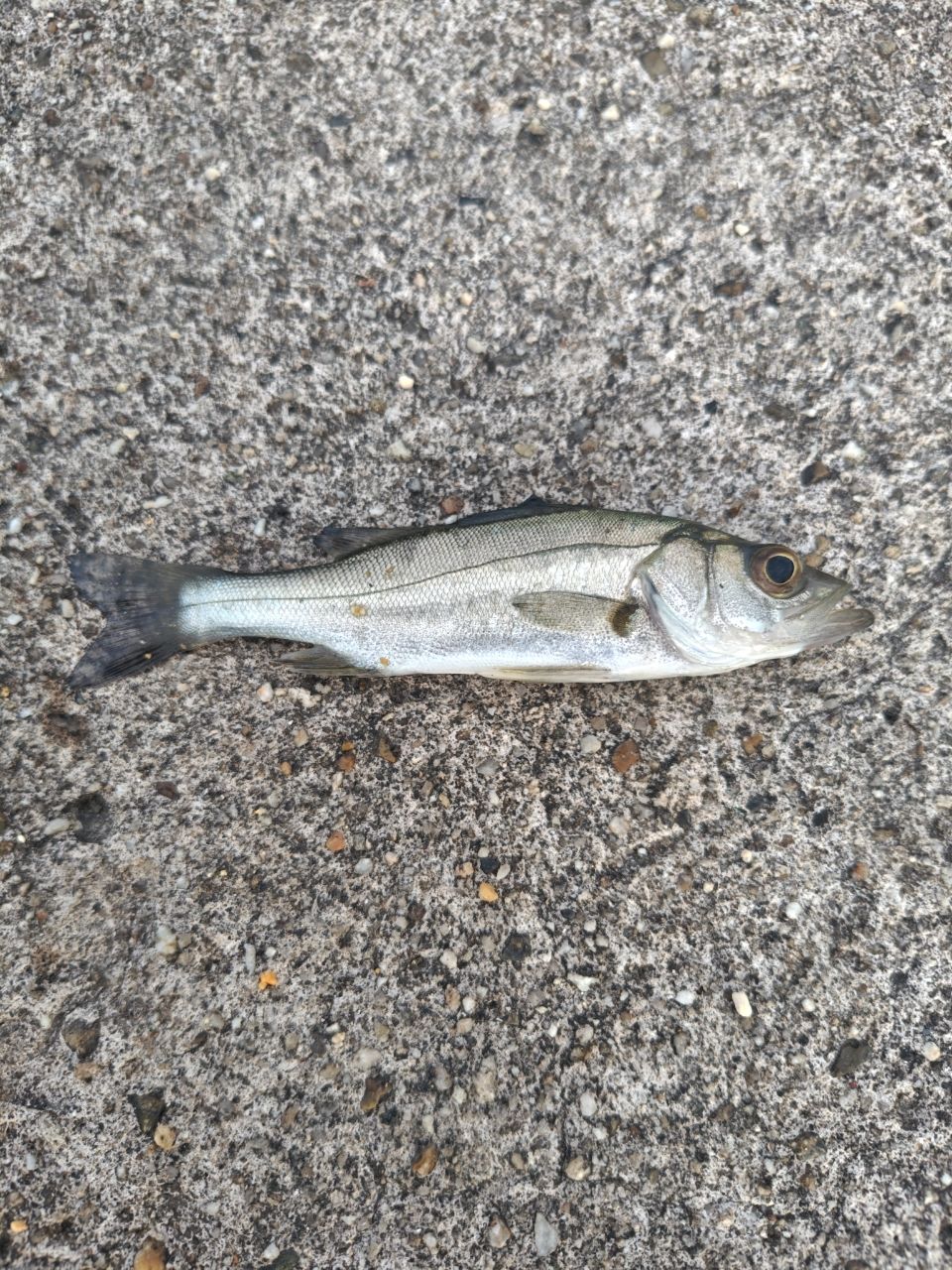 セイゴ（マルスズキ）