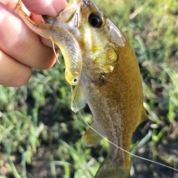 スモールマウスバス