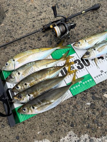 アジの釣果