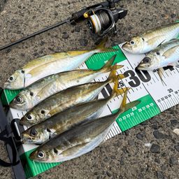 アジ