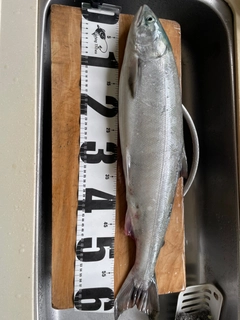 アキアジの釣果