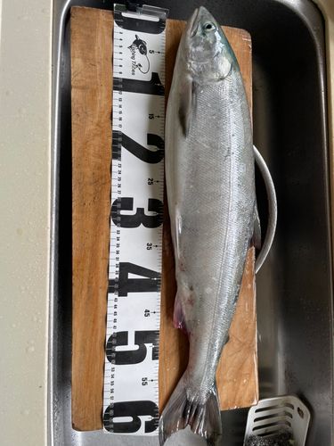 アキアジの釣果