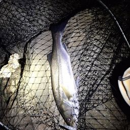 セイゴ（マルスズキ）