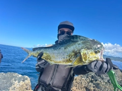 シイラの釣果