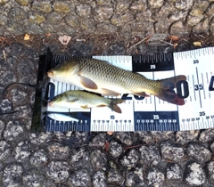コイの釣果