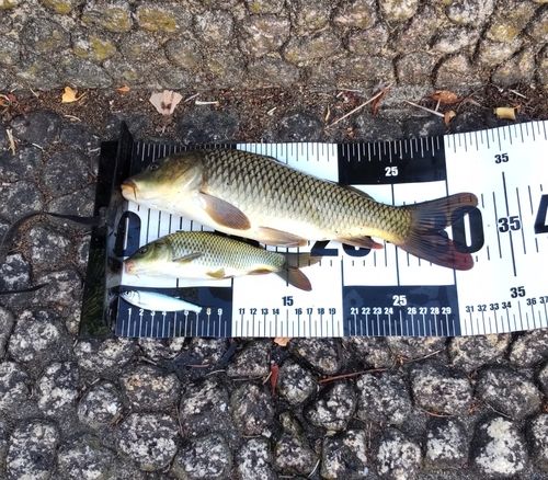 コイの釣果