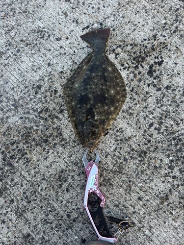 ヒラメの釣果