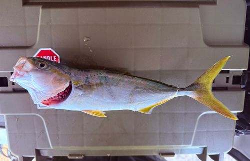 カンパチの釣果