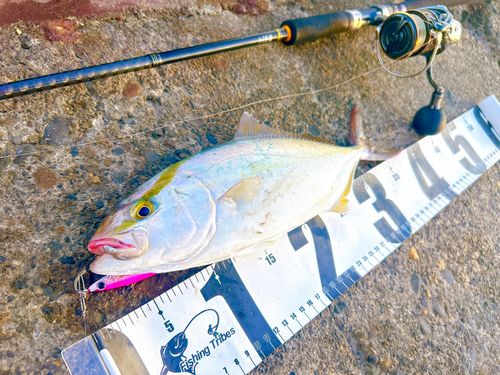 カンパチの釣果