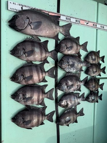 イシダイの釣果