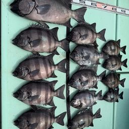 イシダイ