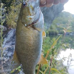 スモールマウスバス