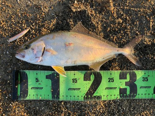 ショゴの釣果