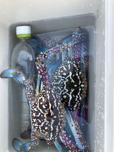 タイワンガザミの釣果