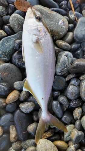 ショゴの釣果