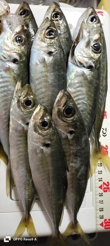 アジの釣果