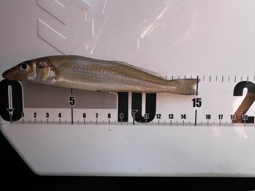 キスの釣果