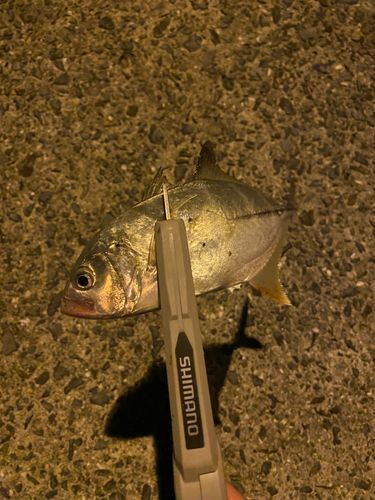メッキの釣果