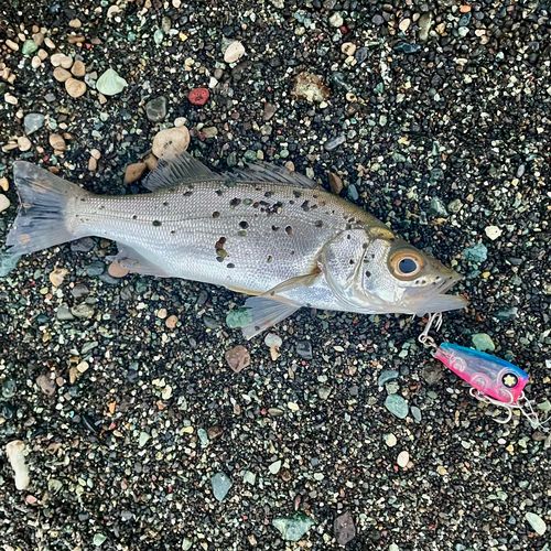 セイゴ（ヒラスズキ）の釣果