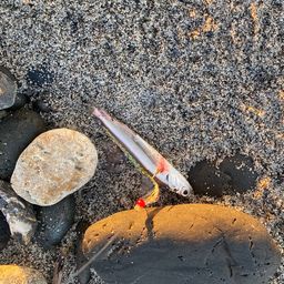 カタクチイワシ