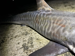 サメの釣果