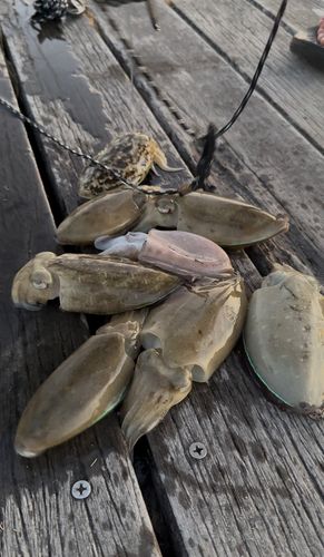 コウイカの釣果