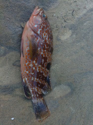 キジハタの釣果