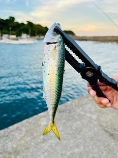 サバの釣果