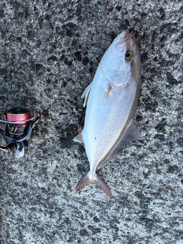 ネリゴの釣果