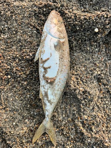 ショゴの釣果