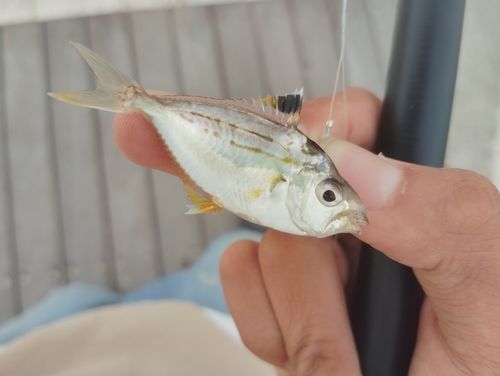 ヒイラギの釣果