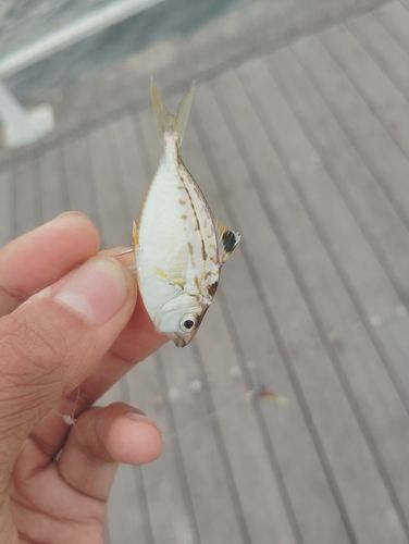 ヒイラギの釣果