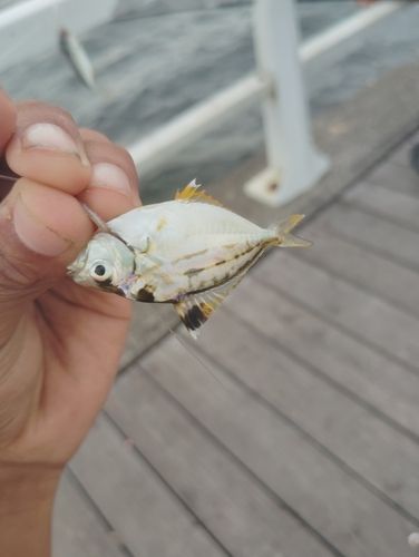 ヒイラギの釣果