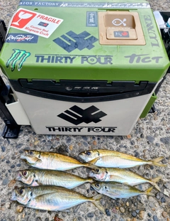 アジの釣果
