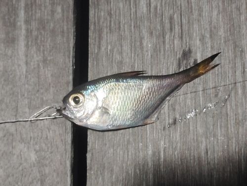 ハタンポの釣果
