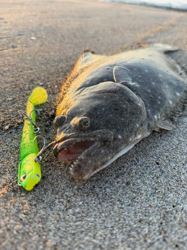 ヒラメの釣果